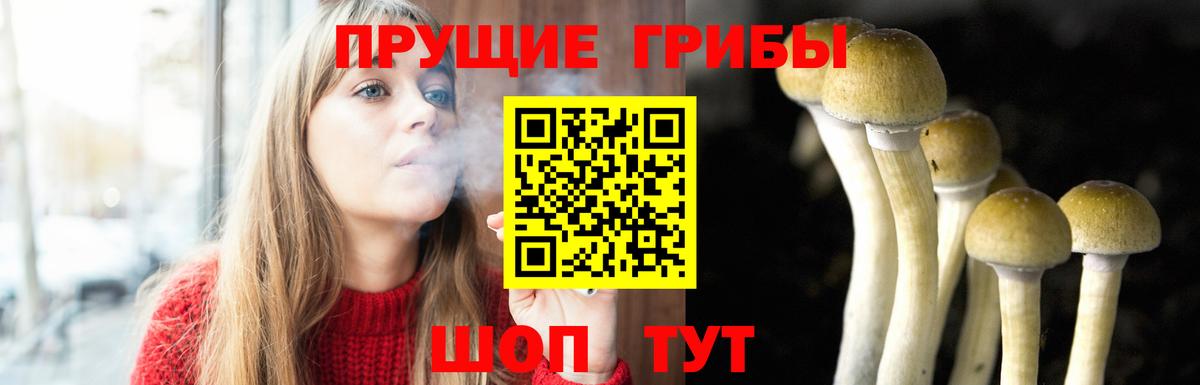 Псилоцибиновые грибы Cubensis Дмитров